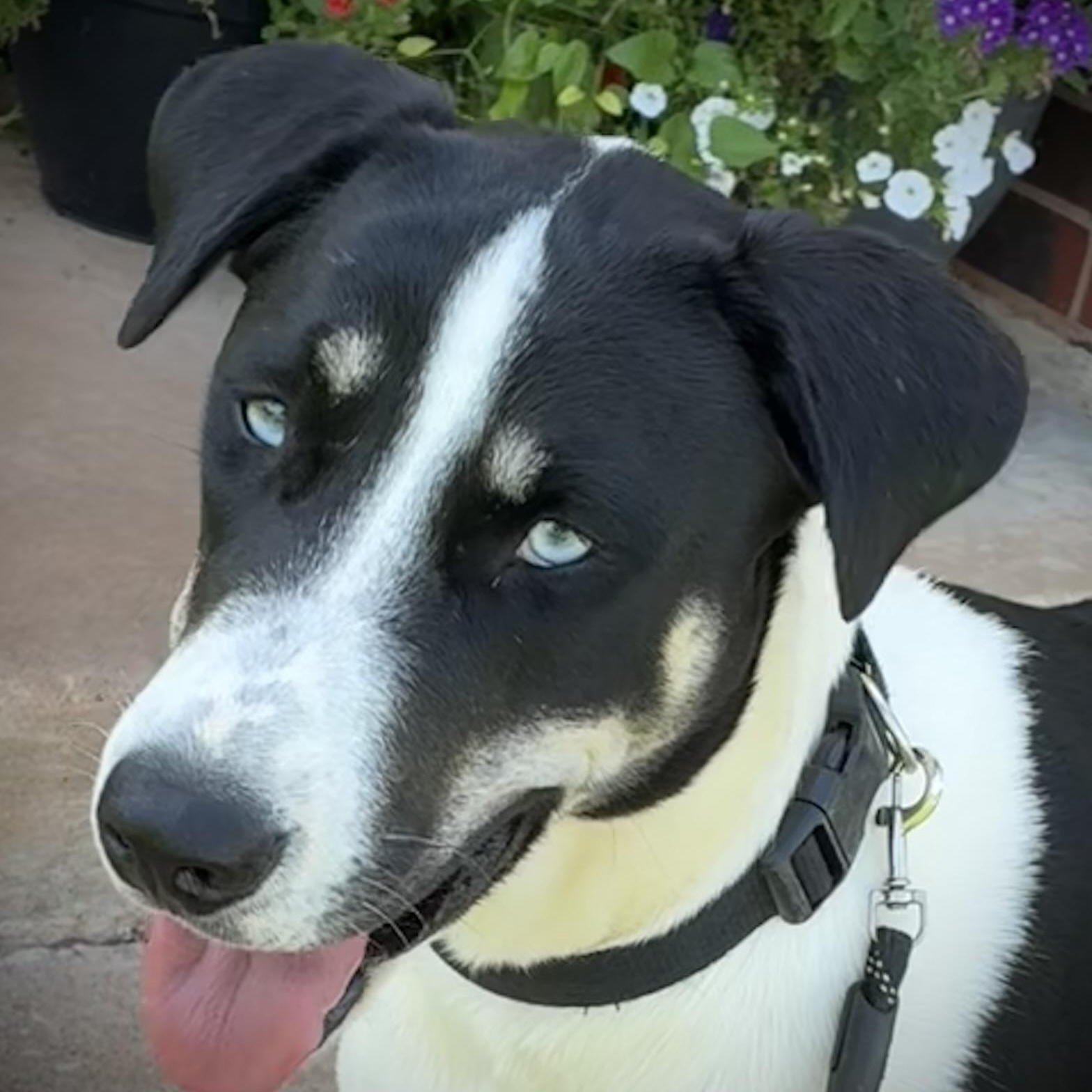 Enlarge Elizabeth, a Adoptable mixed breed in Edmond, OK image 1/6