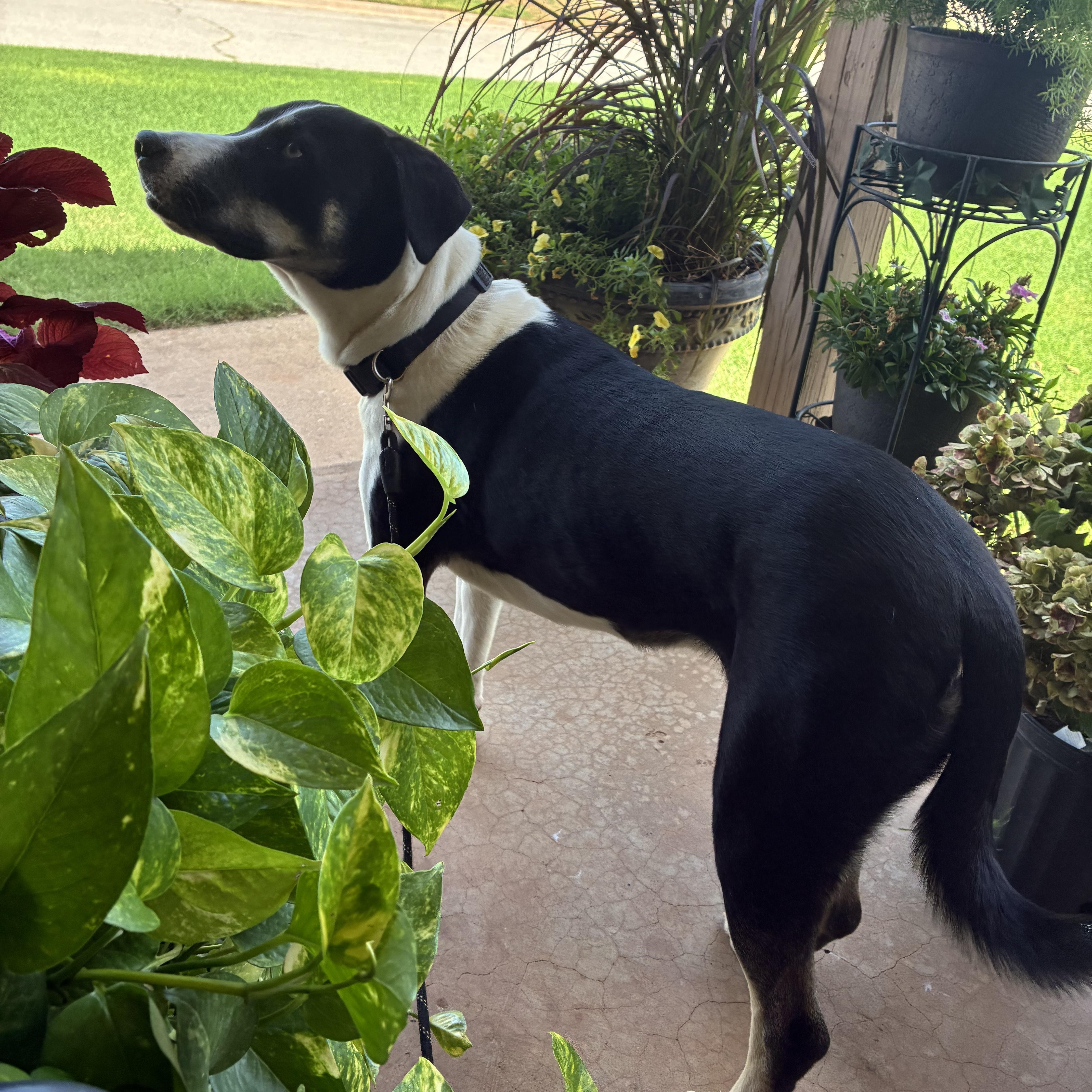 Enlarge Elizabeth, a Adoptable mixed breed in Edmond, OK image 3/6