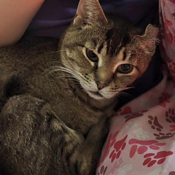 Mila, Adoptable, Adult Female Domestic Short Hair.