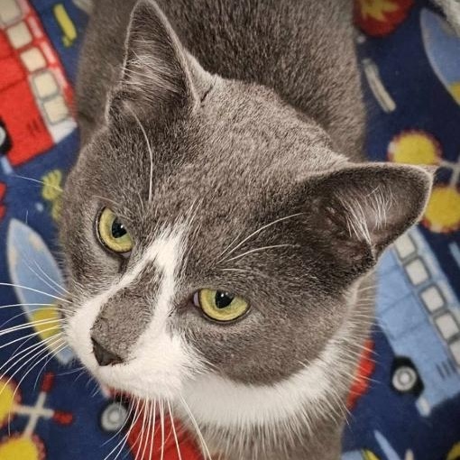 Enlarge Earl, a Adopted Domestic Short Hair in Germanton, NC image 3/5