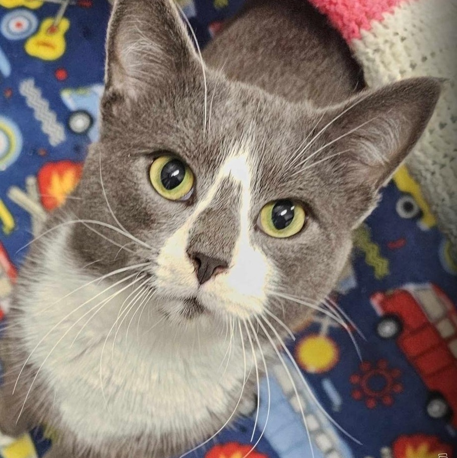 Earl, Adopted, Adult Male Domestic Short Hair.