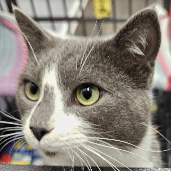 Enlarge Earl, a Adopted Domestic Short Hair in Germanton, NC image 5/5