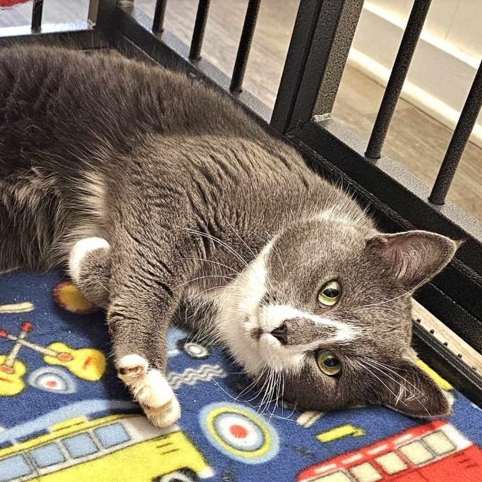 Enlarge Earl, a Adopted Domestic Short Hair in Germanton, NC image 4/5