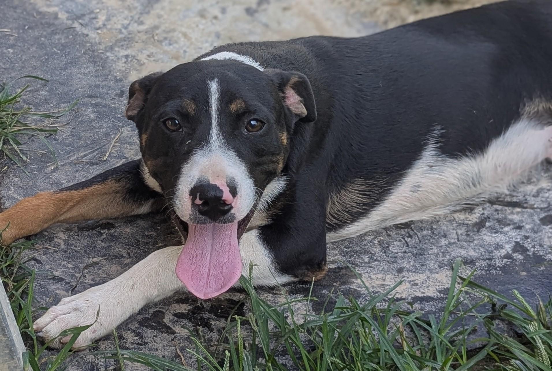 Enlarge Nate (Courtesy Post), a Adoptable Mixed Breed in Talbott, TN image 1/2