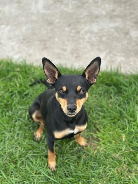 Enlarge Kobe, a ADOPTABLE mixed breed in Manteca, CA image 1/2