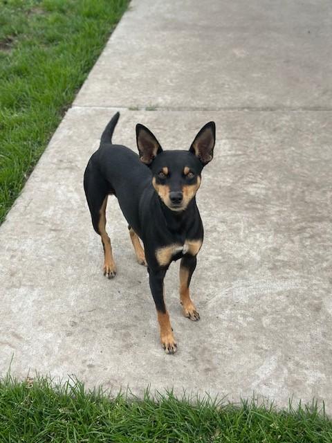 Enlarge Kobe, a ADOPTABLE mixed breed in Manteca, CA image 2/2