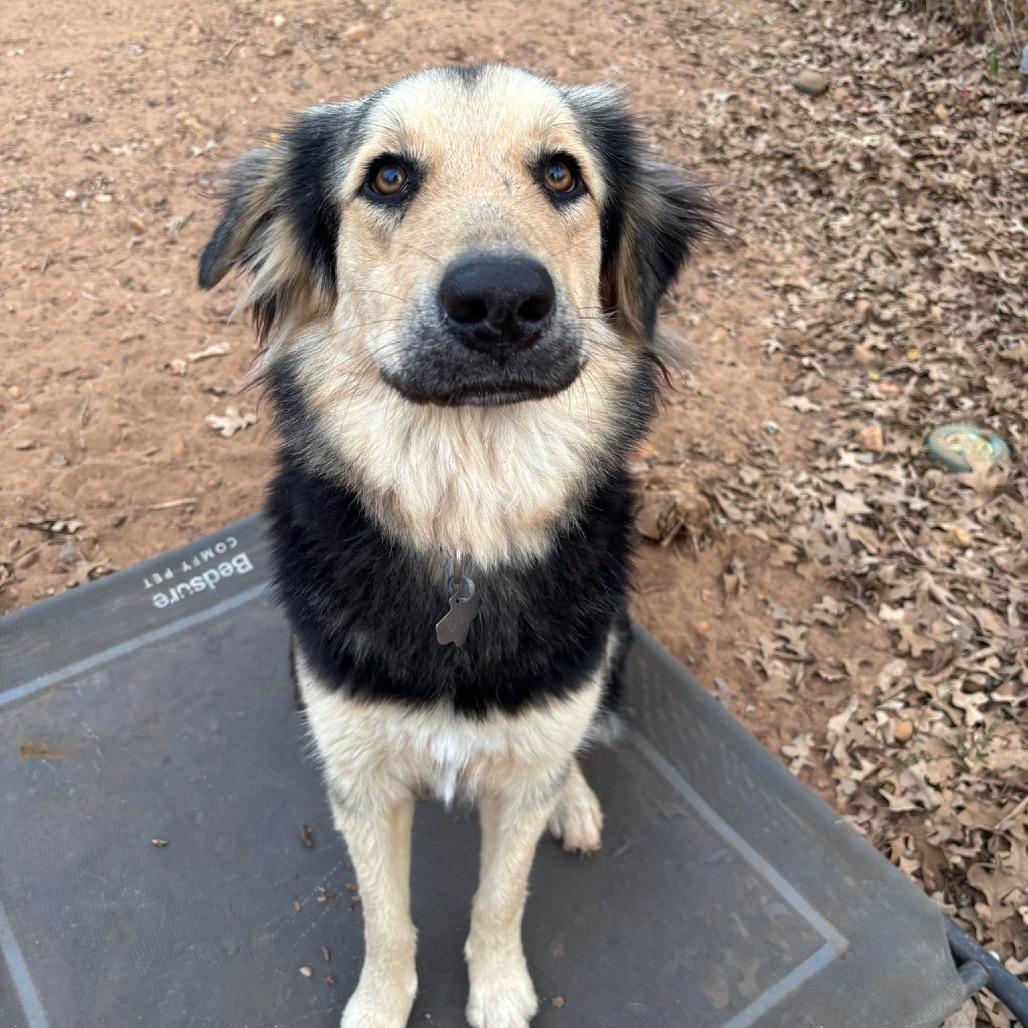 Georgia, Adoptable, Young Female Shepherd & Mixed Breed.