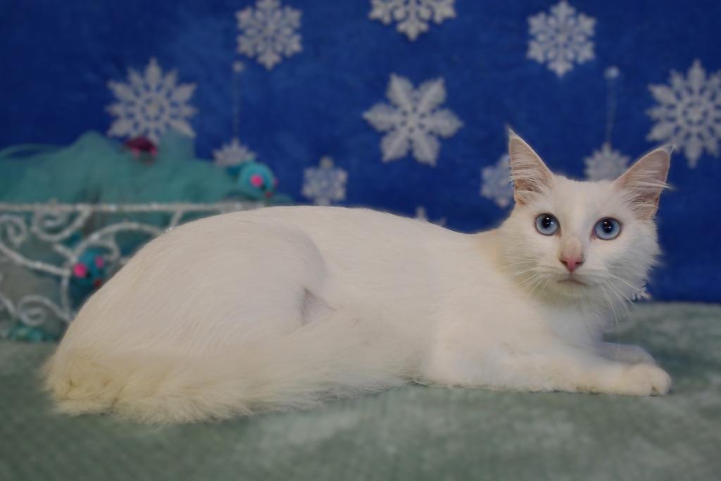 Winty, Adoptable, Young Female Domestic Medium Hair.