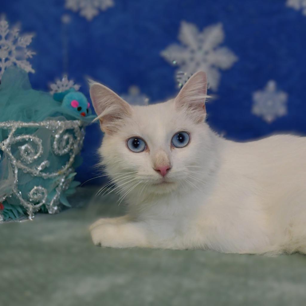Winty, a Adoptable mixed breed in Roanoke, TX image 2/3