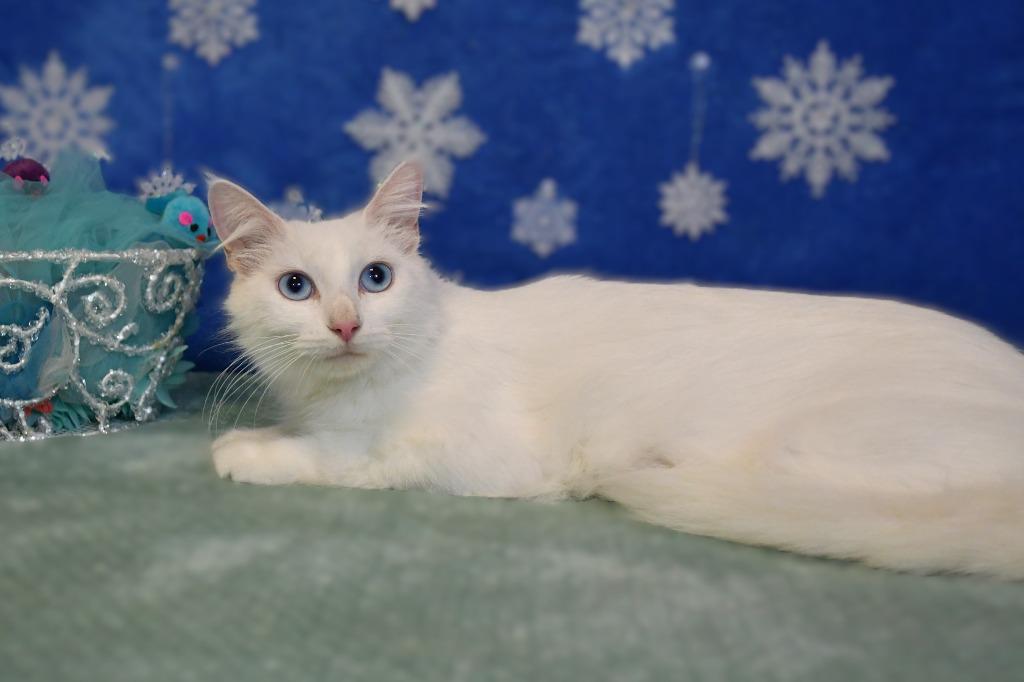 Winty, a Adoptable mixed breed in Roanoke, TX image 3/3