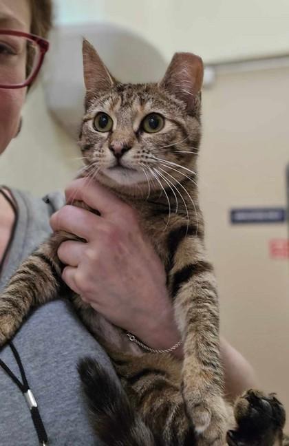 Enlarge Kiki, an adopted mixed breed in New York, NY image 5/6