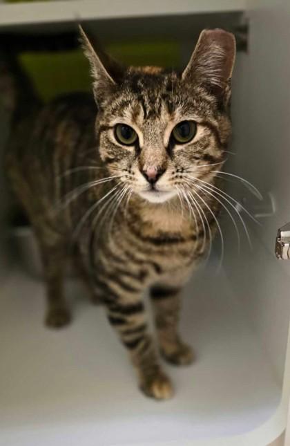 Enlarge Kiki, an adopted mixed breed in New York, NY image 4/6