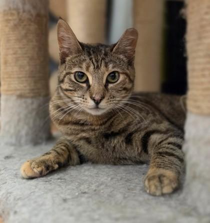 Kiki, adopted, Kitten Female Domestic Short Hair.