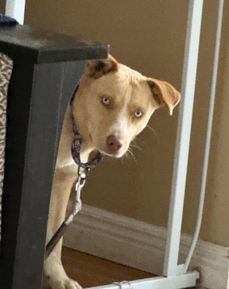 Tuuli, Adoptable, Young Female Australian Shepherd & Labrador Retriever.
