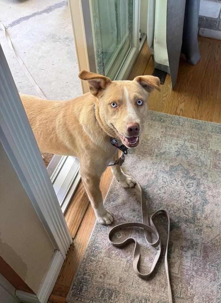 Enlarge Tuuli, a Adoptable mixed breed in Fort Lupton, CO image 2/6