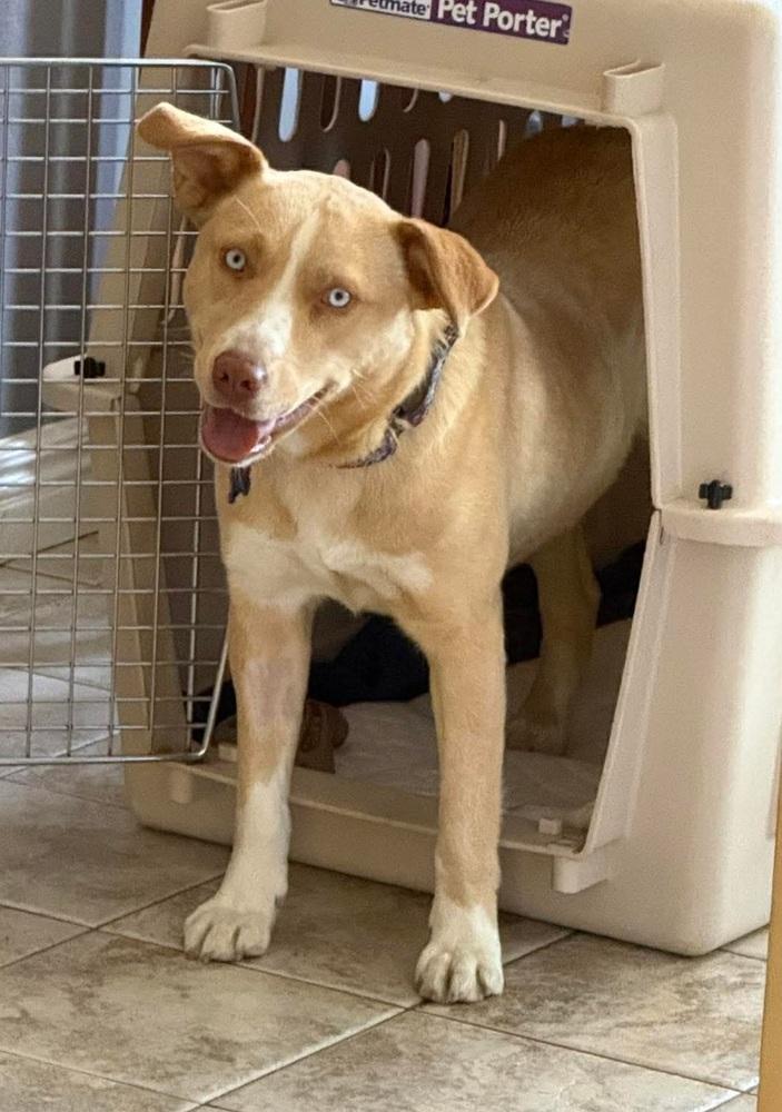 Enlarge Tuuli, a Adoptable mixed breed in Fort Lupton, CO image 4/6