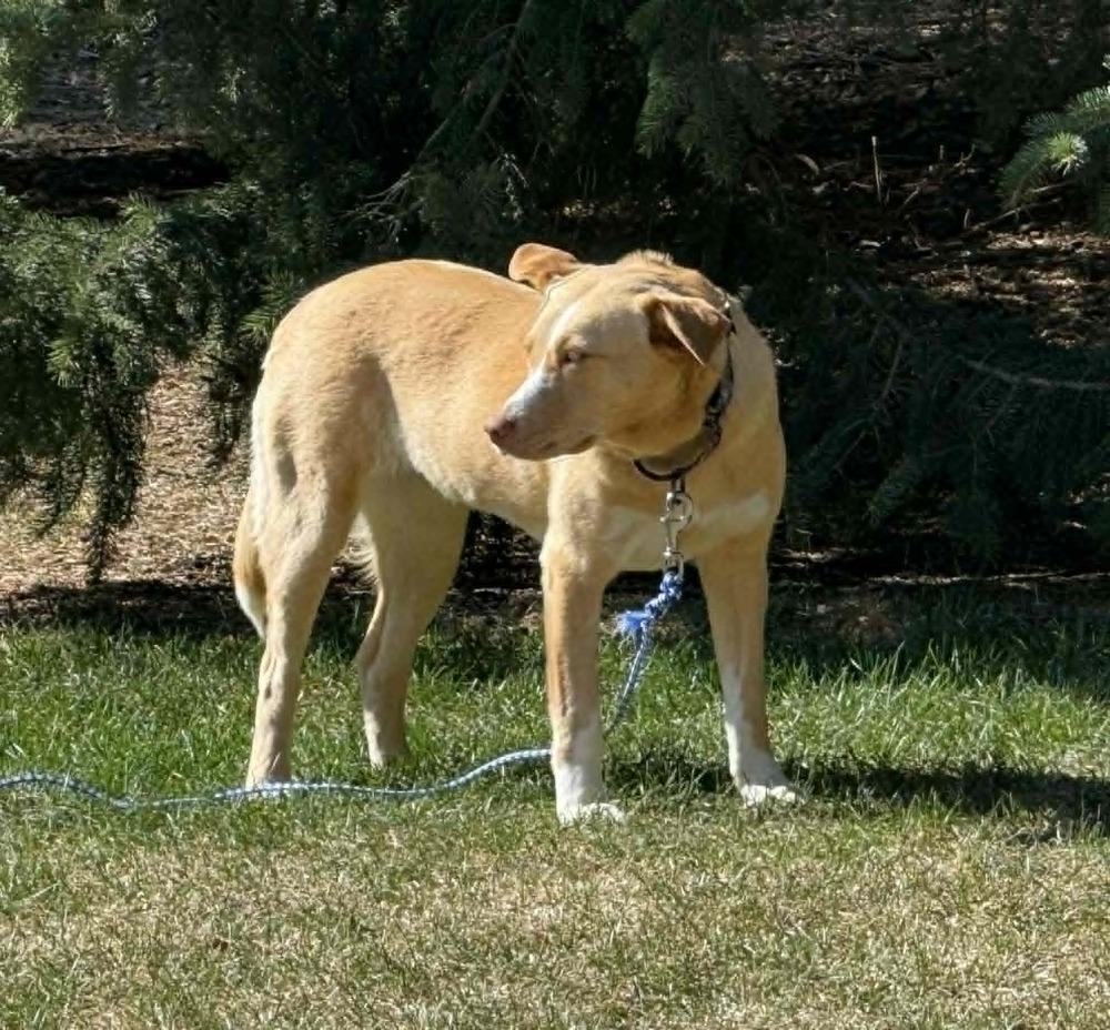 Enlarge Tuuli, a Adoptable mixed breed in Fort Lupton, CO image 5/6
