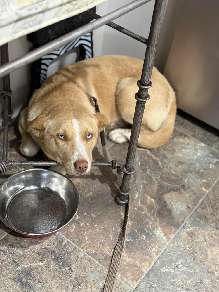 Enlarge Tuuli, a Adoptable mixed breed in Fort Lupton, CO image 6/6