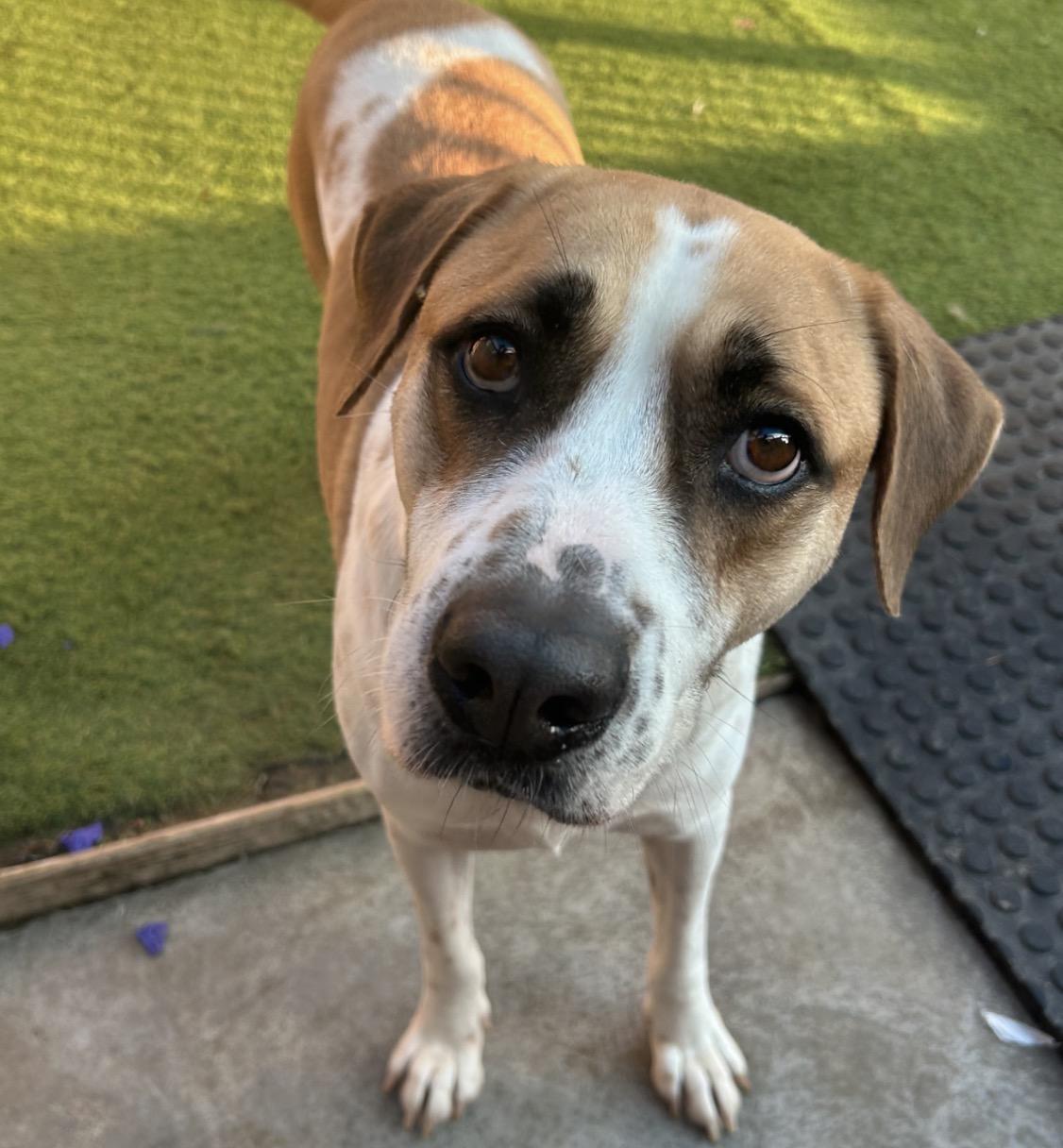 Enlarge Hunter, a Adoptable mixed breed in Seabrook, NH image 1/5