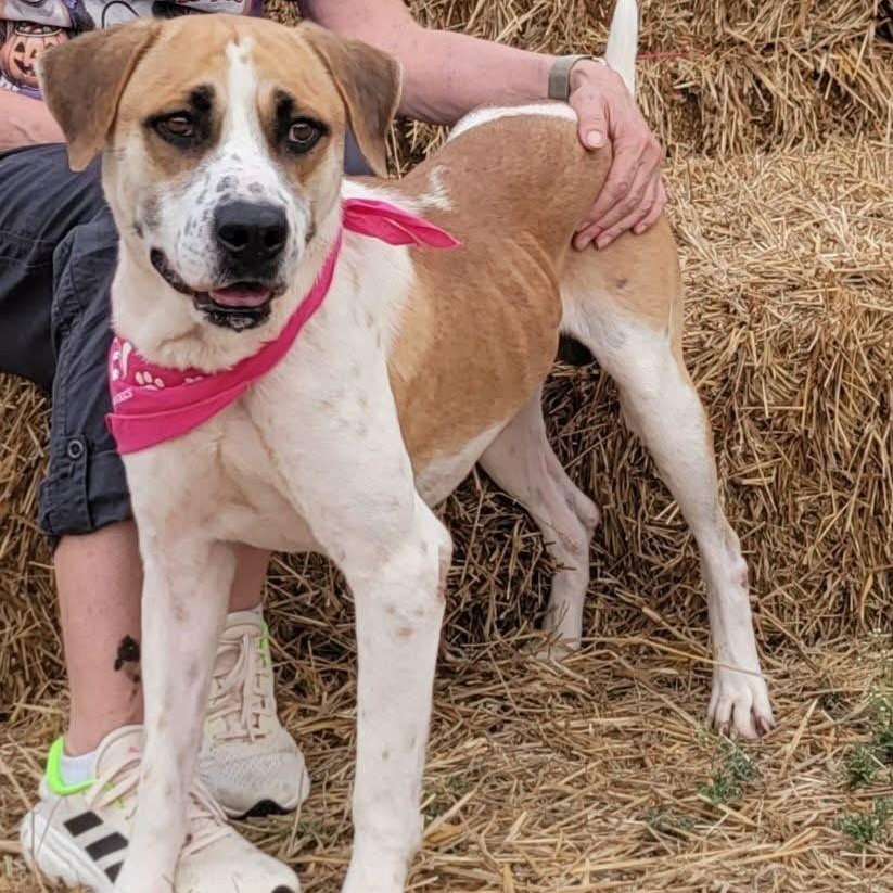 Enlarge Chano, a ADOPTABLE mixed breed in Seabrook, NH image 3/5