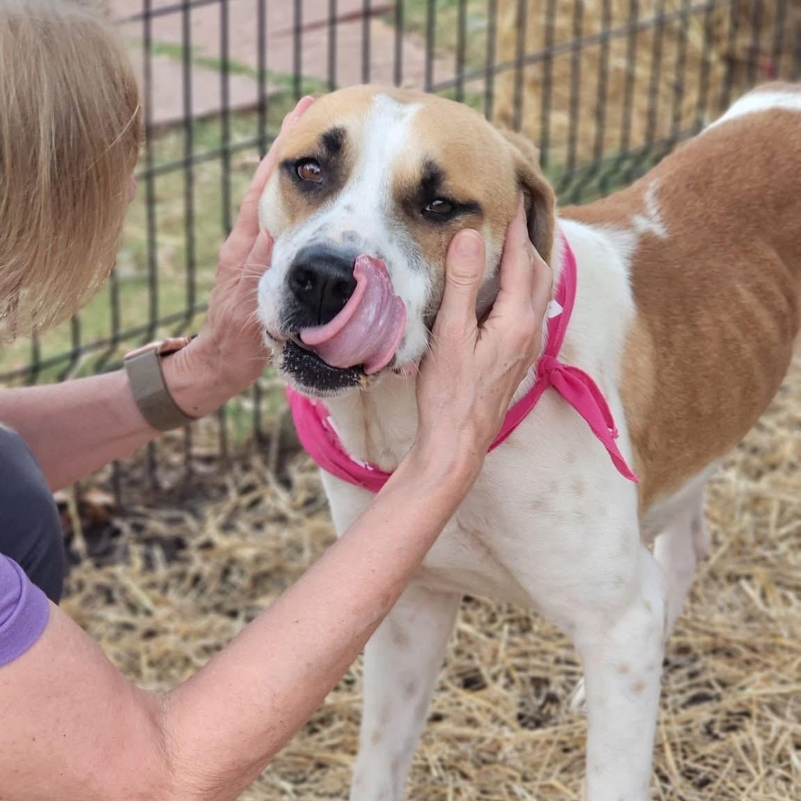 Enlarge Chano, a ADOPTABLE mixed breed in Seabrook, NH image 4/5