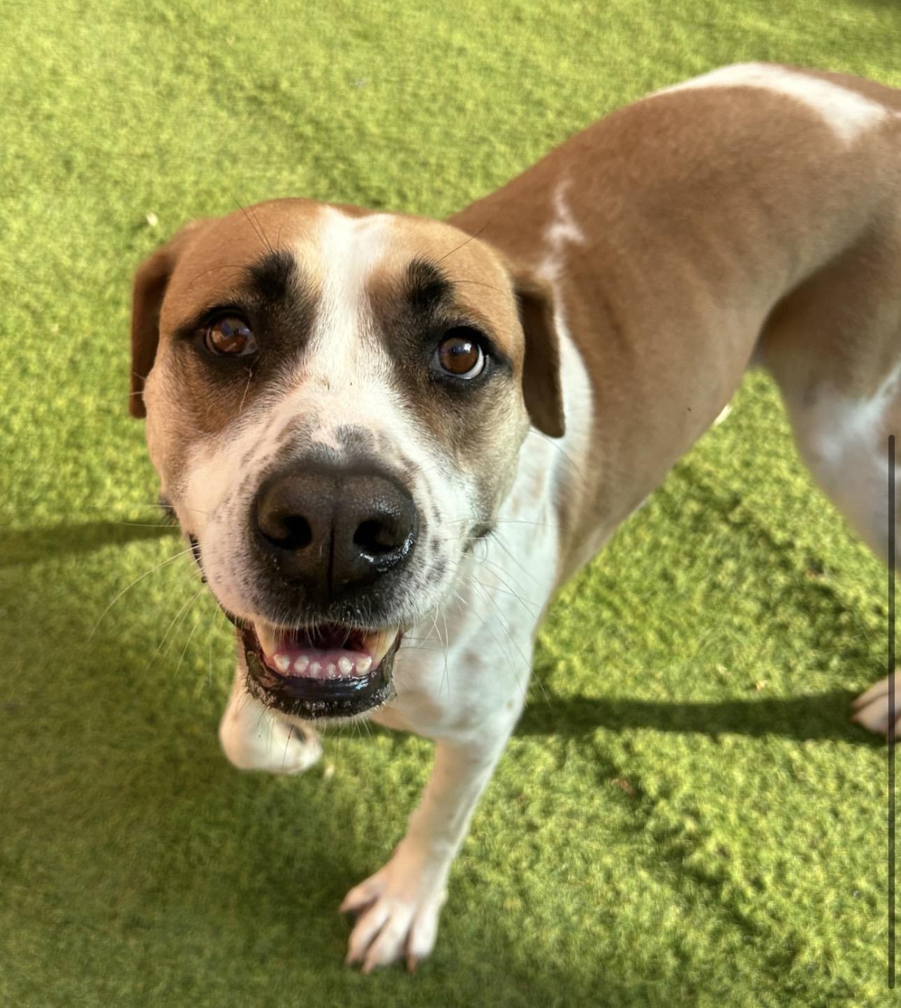 Enlarge Hunter, a Adoptable mixed breed in Seabrook, NH image 4/5