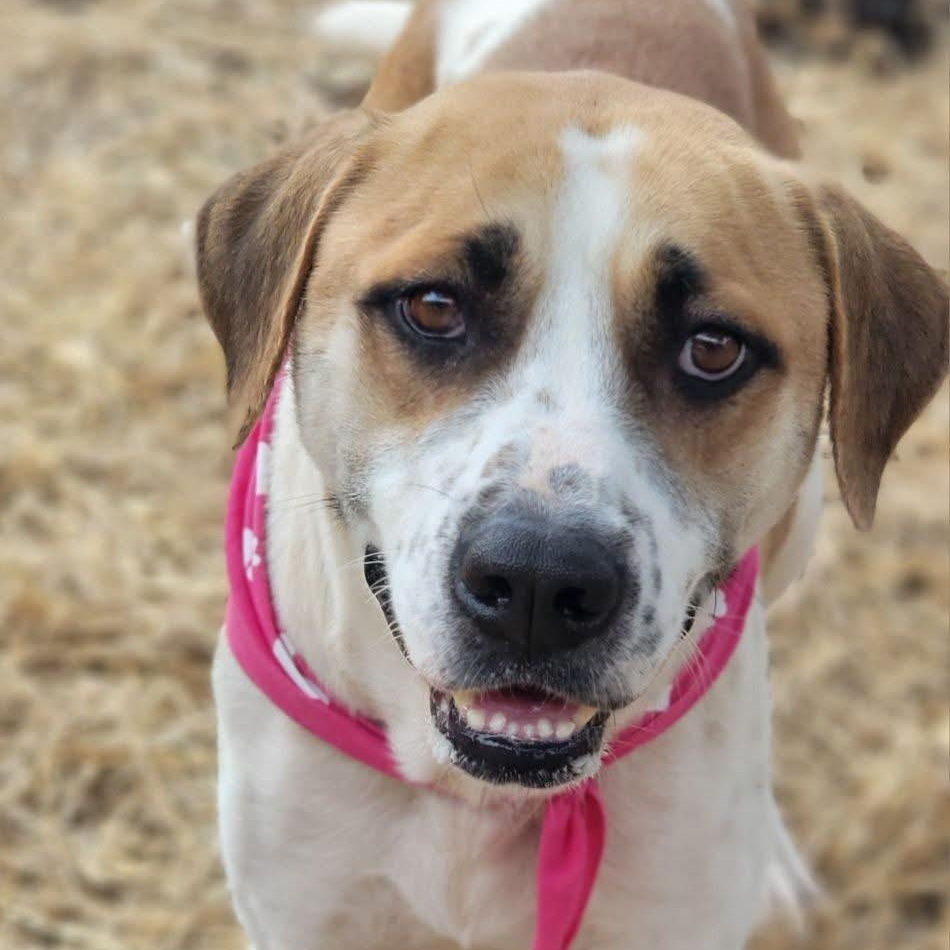 Enlarge Chano, a ADOPTABLE mixed breed in Seabrook, NH image 1/5