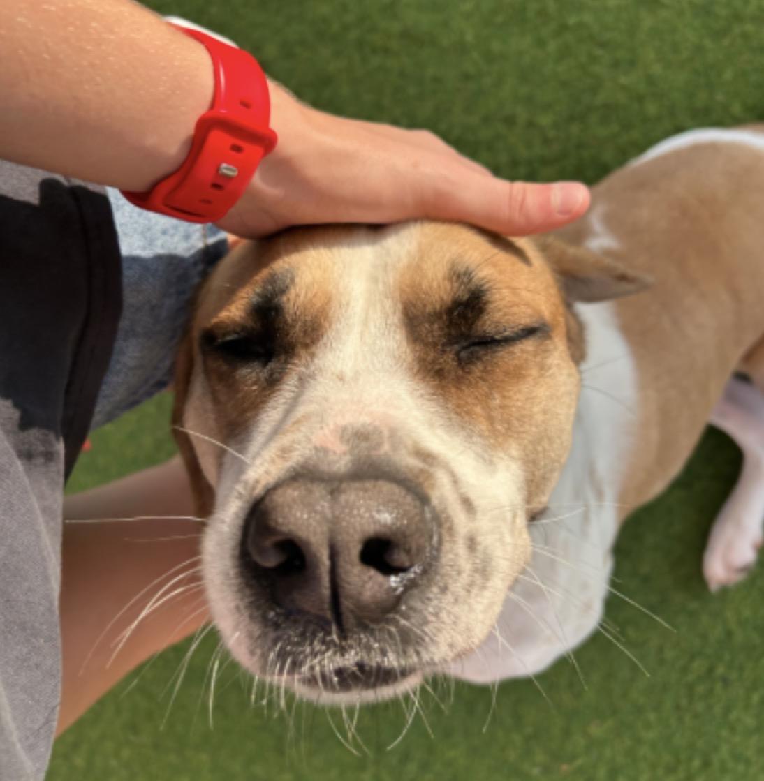 Enlarge Hunter, a Adoptable mixed breed in Seabrook, NH image 3/5
