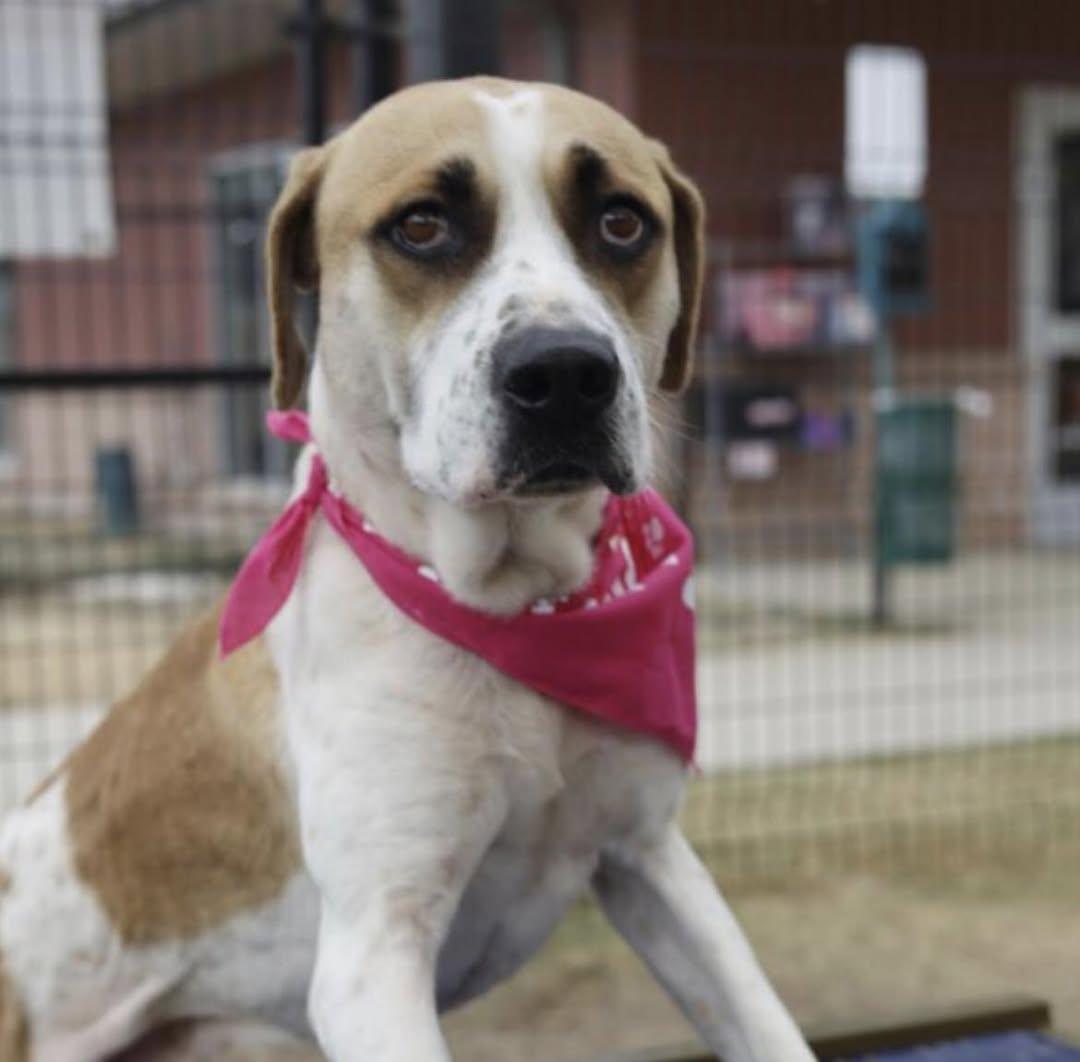 Enlarge Chano, a ADOPTABLE mixed breed in Seabrook, NH image 5/5