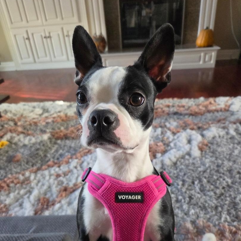 Lola - pending, Adoptable, Young Female Boston Terrier.