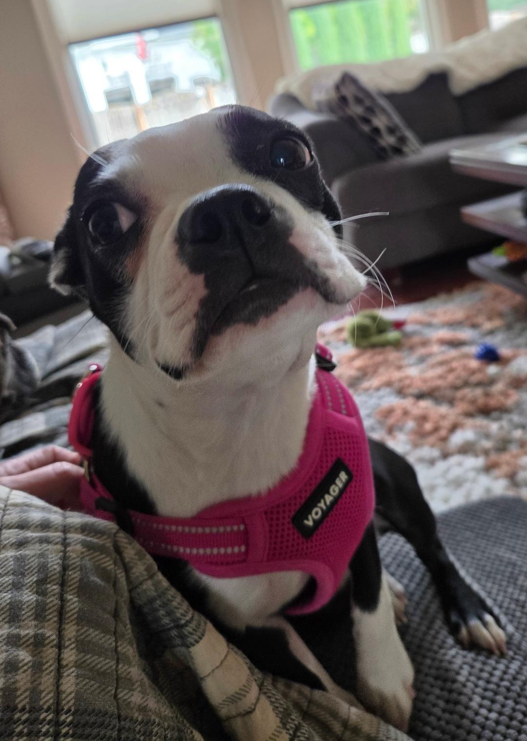 Enlarge Lola - pending, a Adoptable Boston Terrier in Elkhorn, NE image 4/5