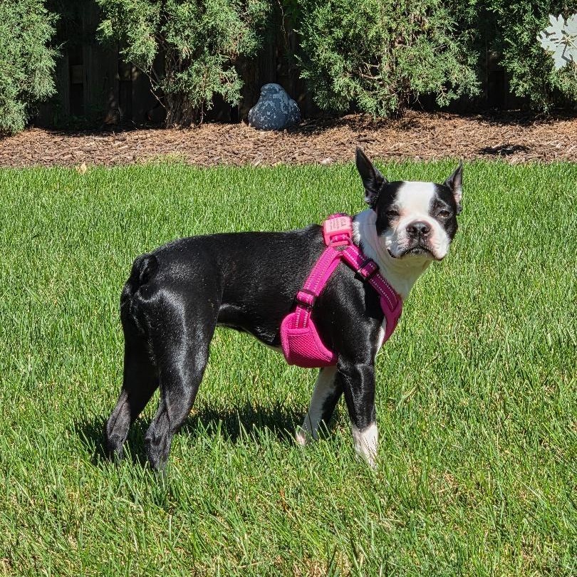 Enlarge Lola - pending, a Adoptable Boston Terrier in Elkhorn, NE image 5/5