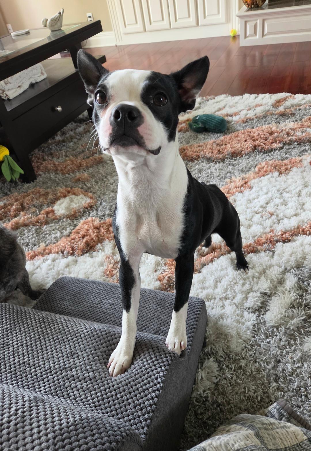 Enlarge Lola - pending, a Adoptable Boston Terrier in Elkhorn, NE image 2/5