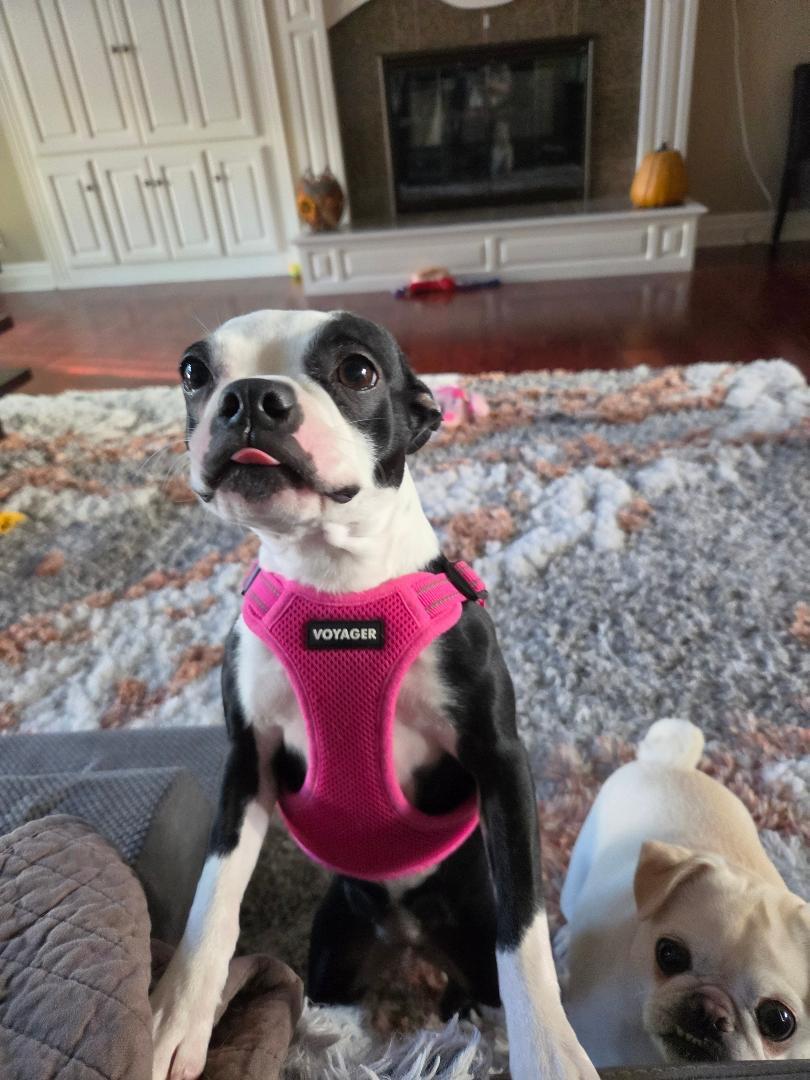 Enlarge Lola - pending, a Adoptable Boston Terrier in Elkhorn, NE image 3/5