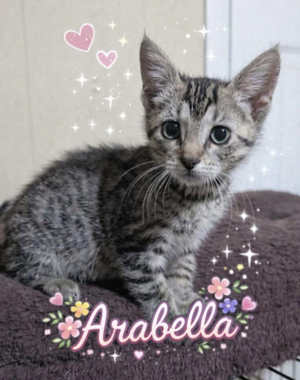 Enlarge Arabella, a Adopted Domestic Short Hair in Randolph, AL image 1/1