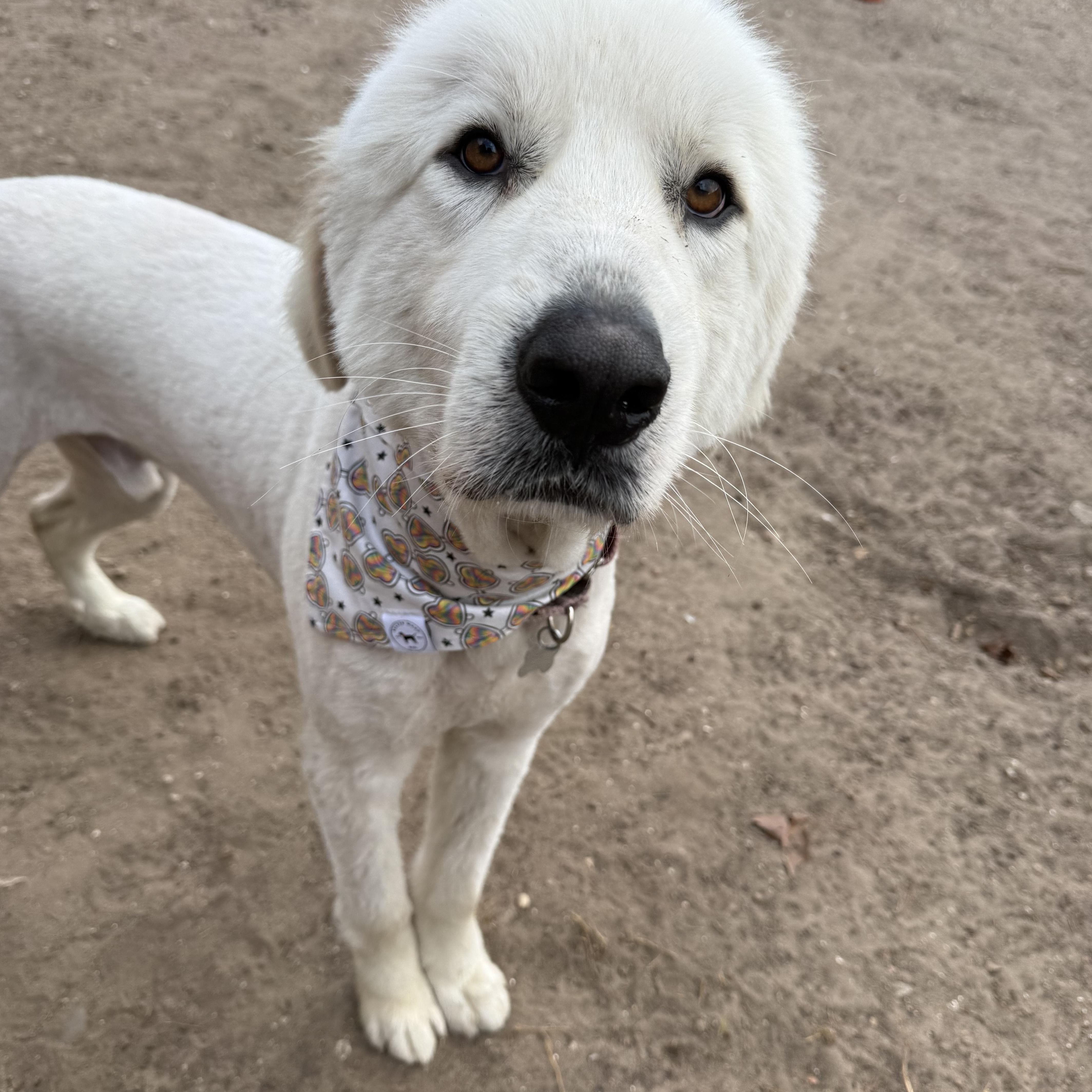 Bruce — thumbnail 2