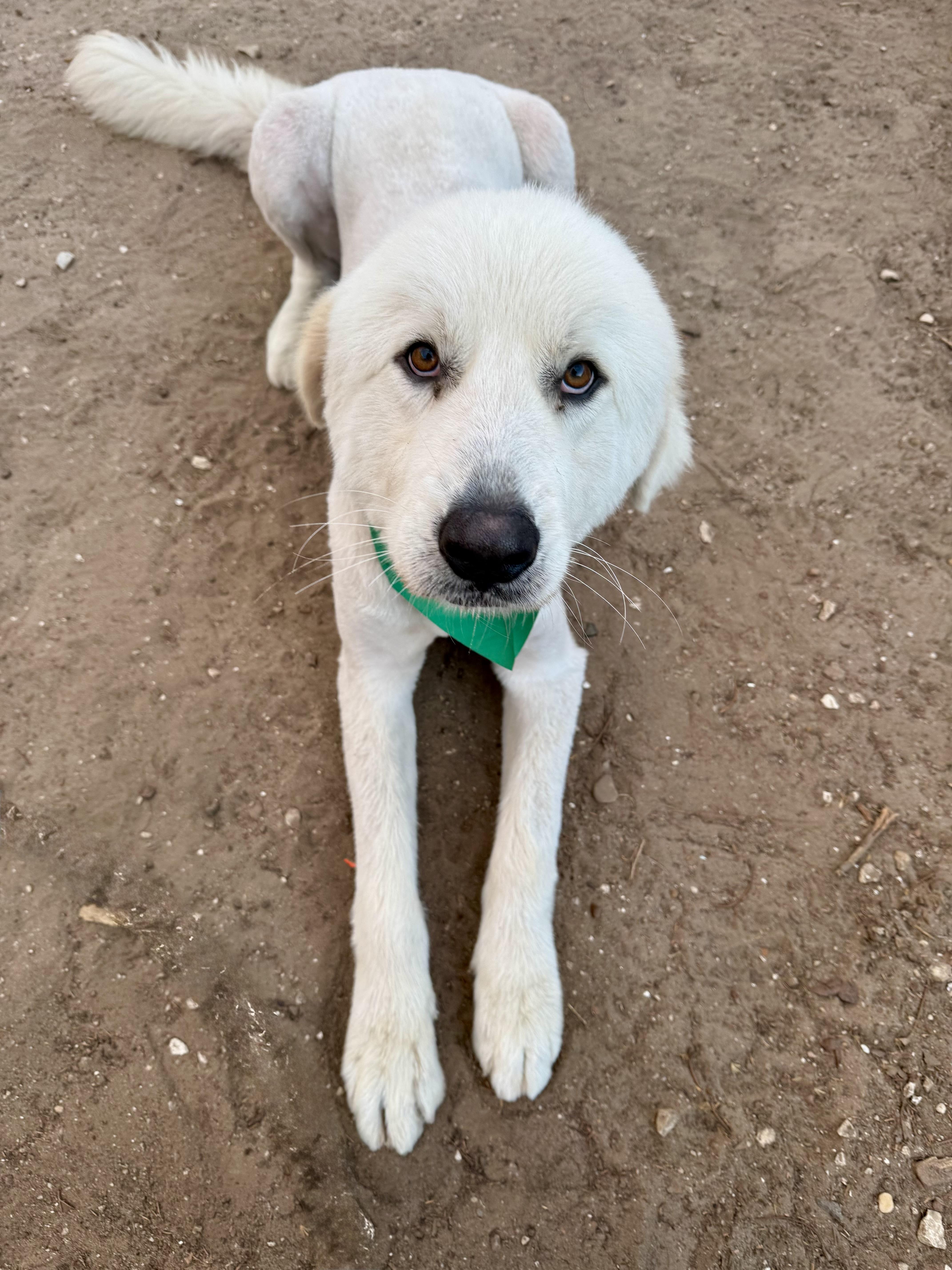 Bruce — thumbnail 3