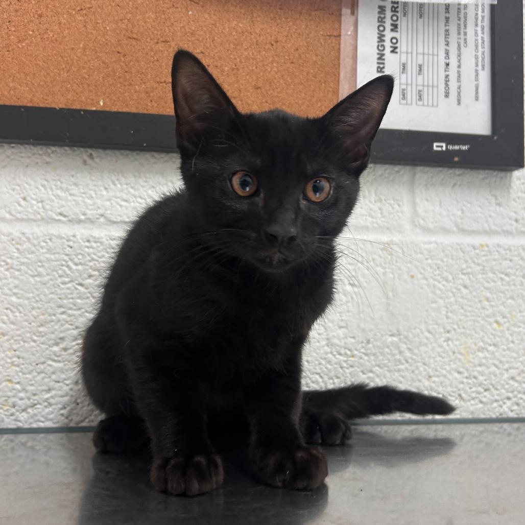 Ash, Adoptable, Young Male Domestic Short Hair.
