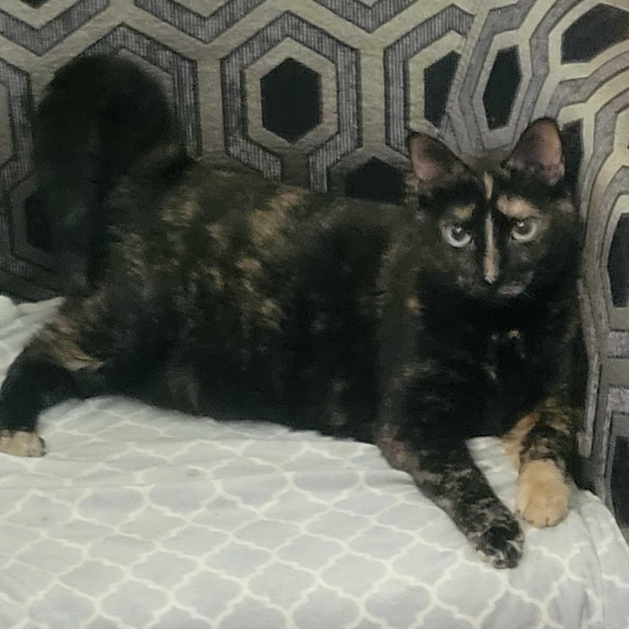 Enlarge Adeline, a Adoptable mixed breed in East Amherst, NY image 1/6
