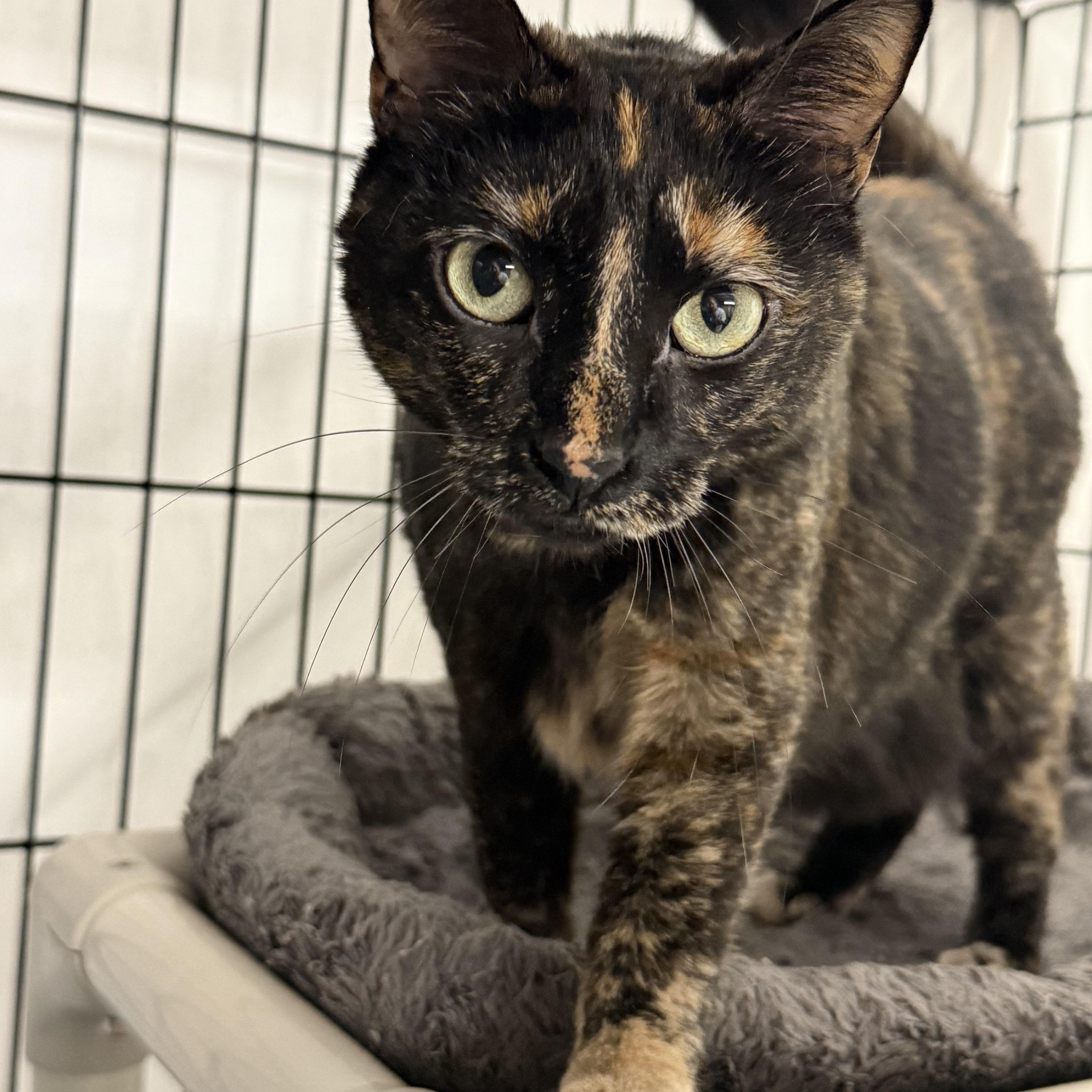Enlarge Adeline, a Adoptable mixed breed in East Amherst, NY image 3/6