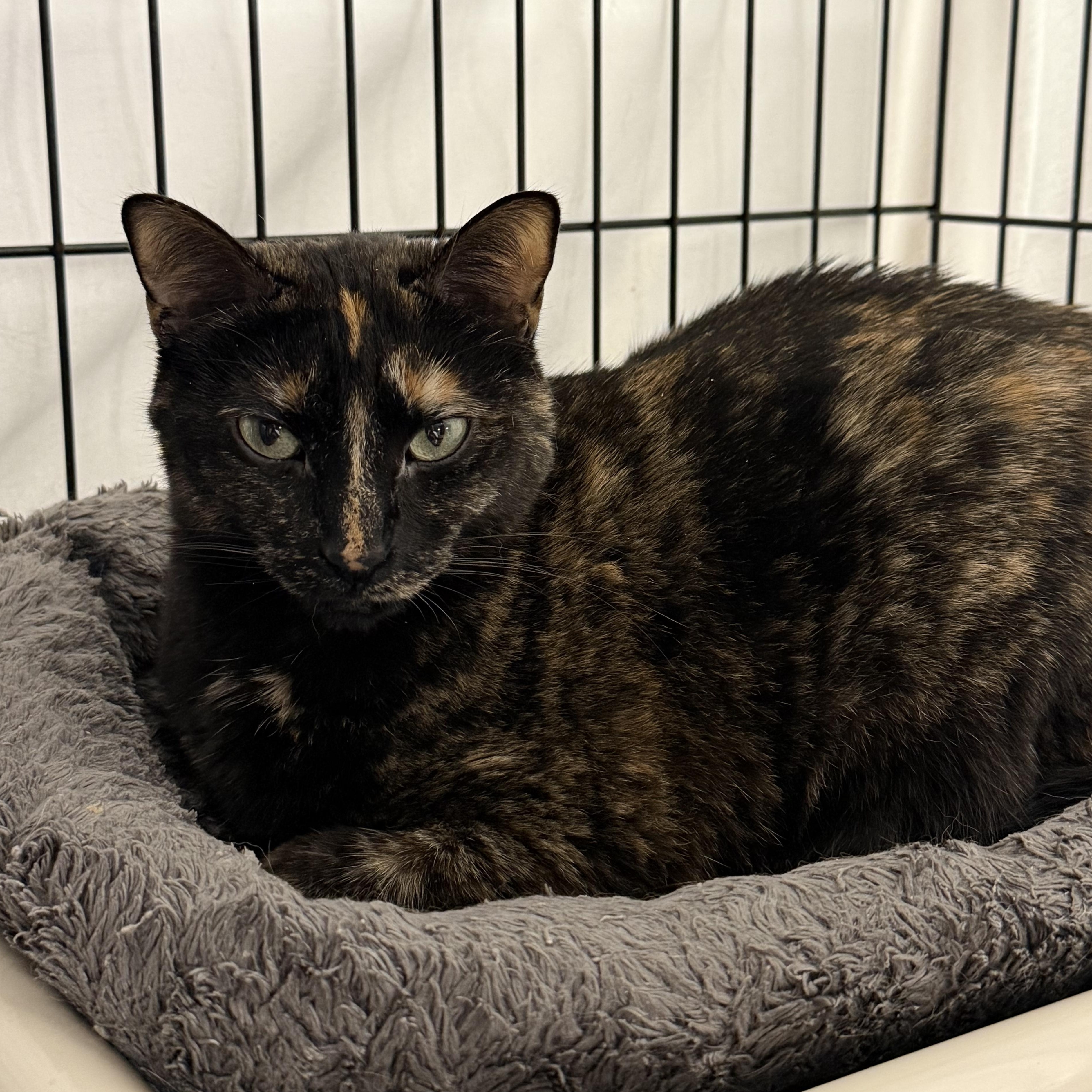 Enlarge Adeline, a Adoptable mixed breed in East Amherst, NY image 2/6