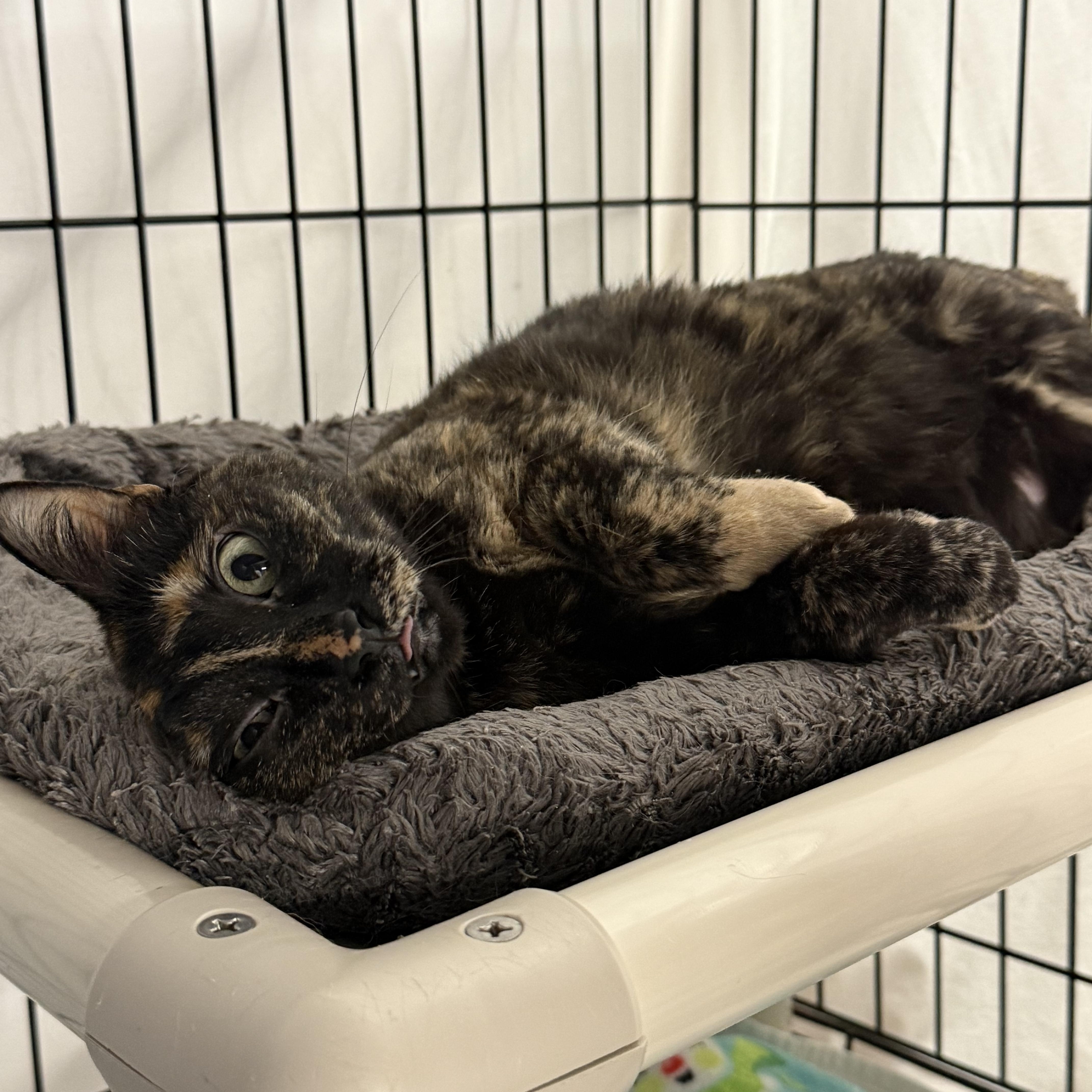 Enlarge Adeline, a Adoptable mixed breed in East Amherst, NY image 5/6