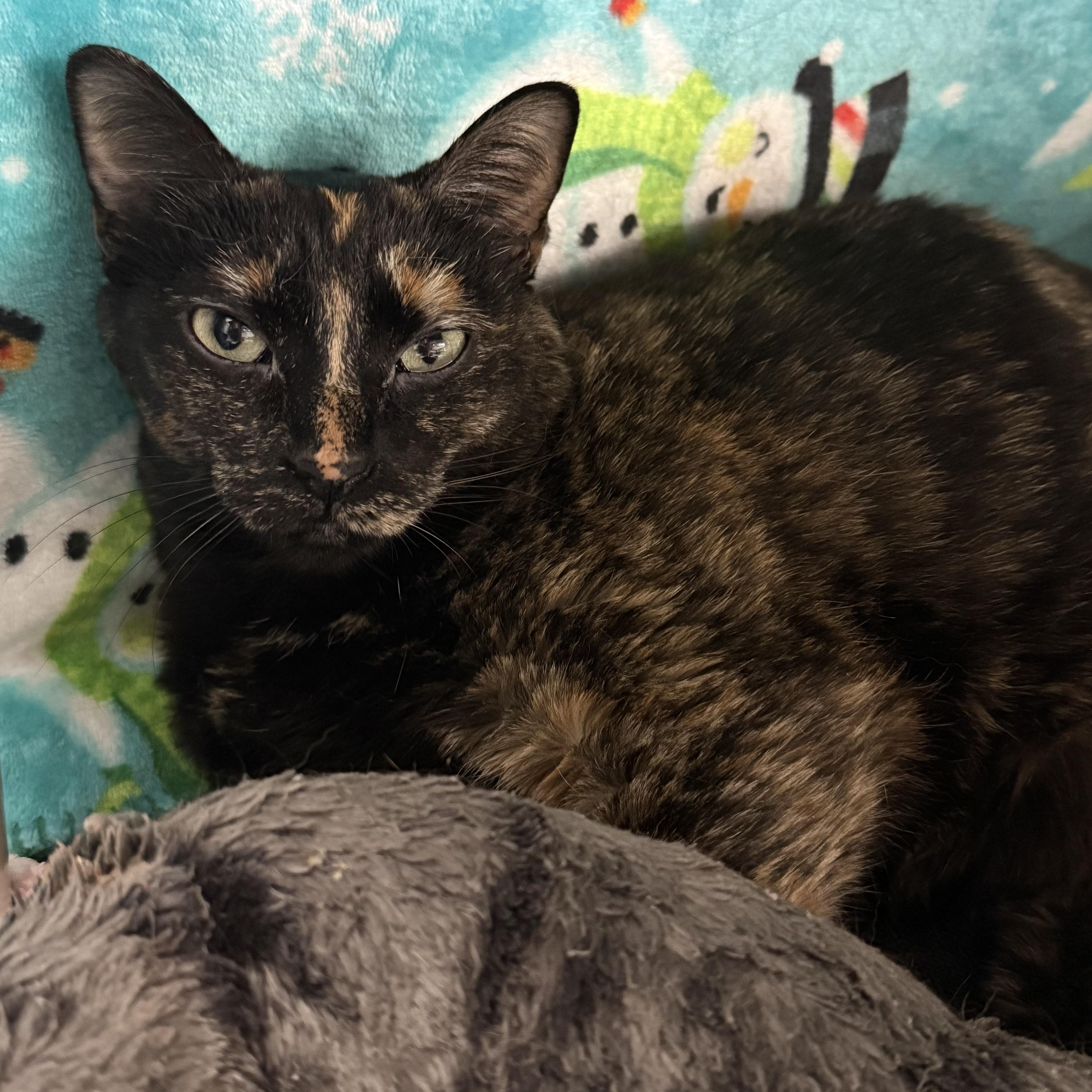 Enlarge Adeline, a Adoptable mixed breed in East Amherst, NY image 4/6