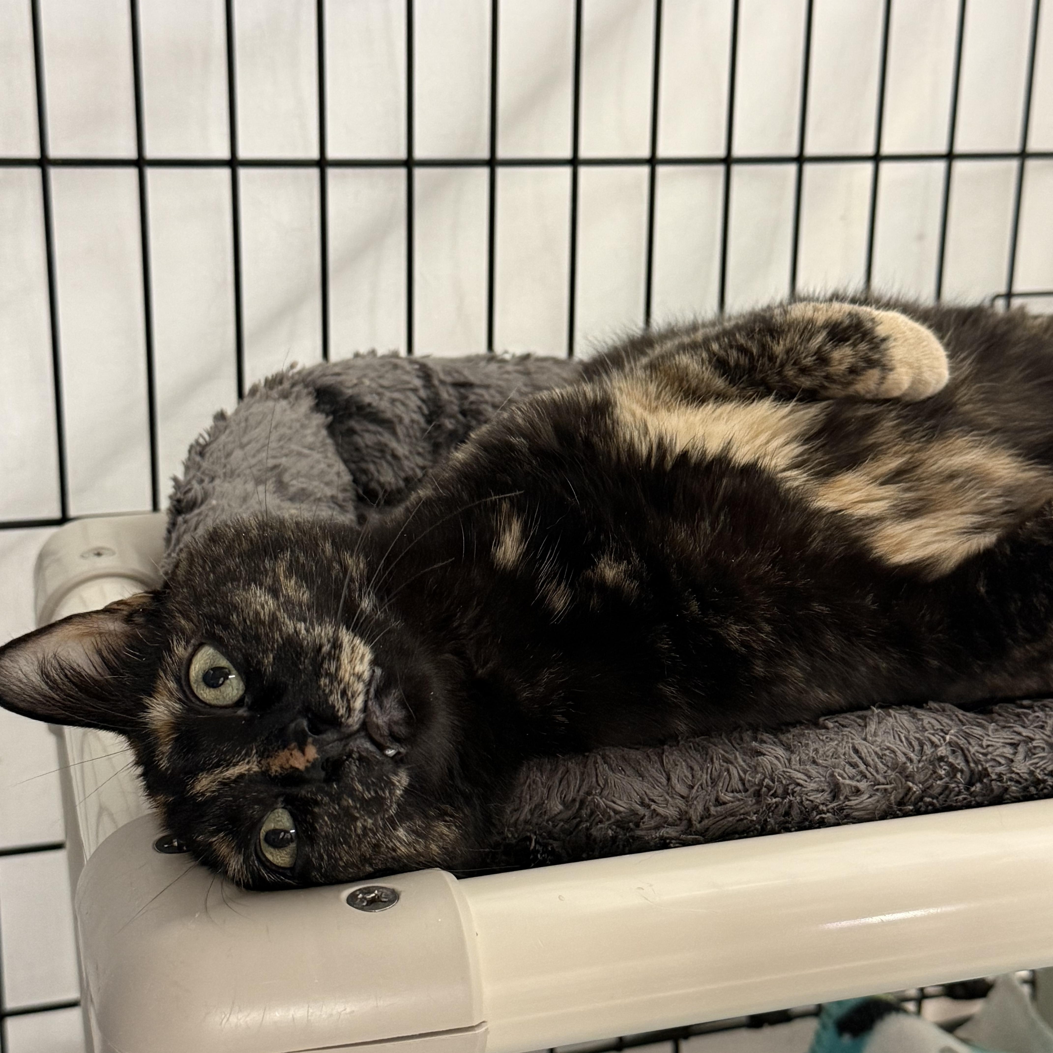 Enlarge Adeline, a Adoptable mixed breed in East Amherst, NY image 6/6