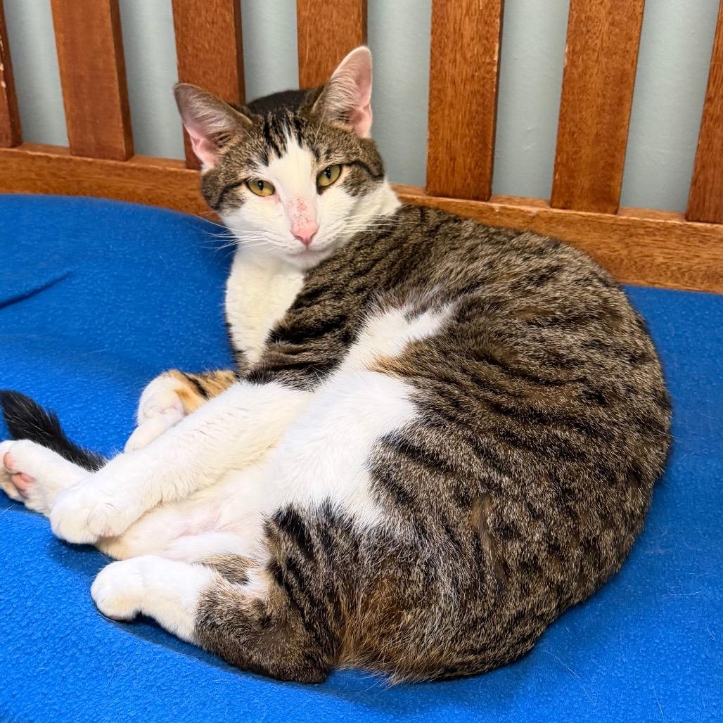 Enlarge Mika, a Adoptable Domestic Short Hair in Middlebury, VT image 1/2
