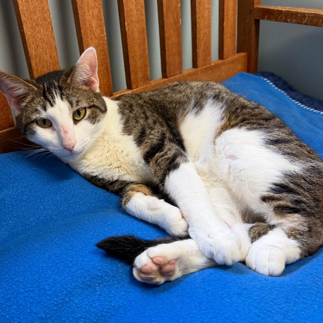 Enlarge Mika, a Adoptable Domestic Short Hair in Middlebury, VT image 2/2