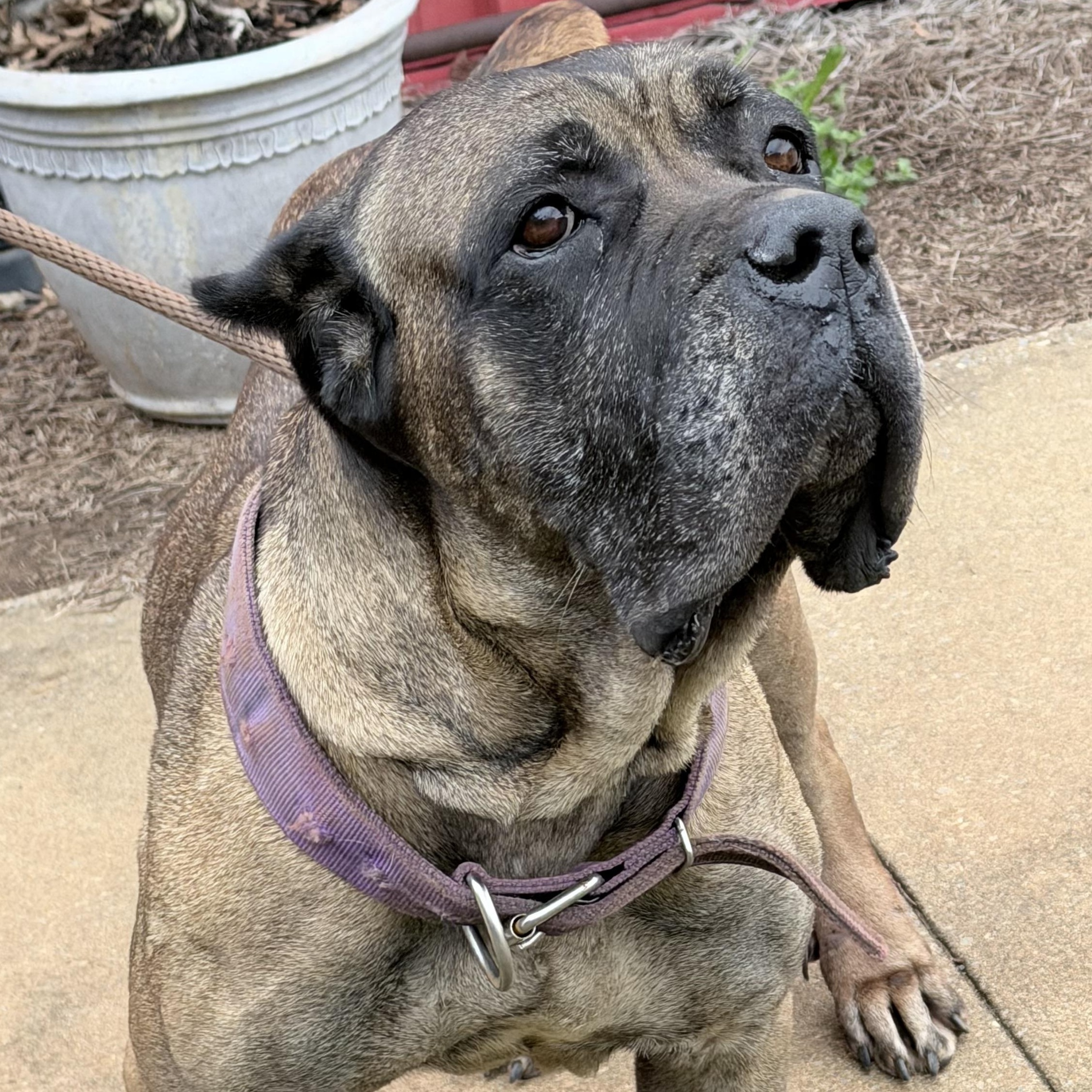 Bernadette, adoptable, Adult Female Mastiff.