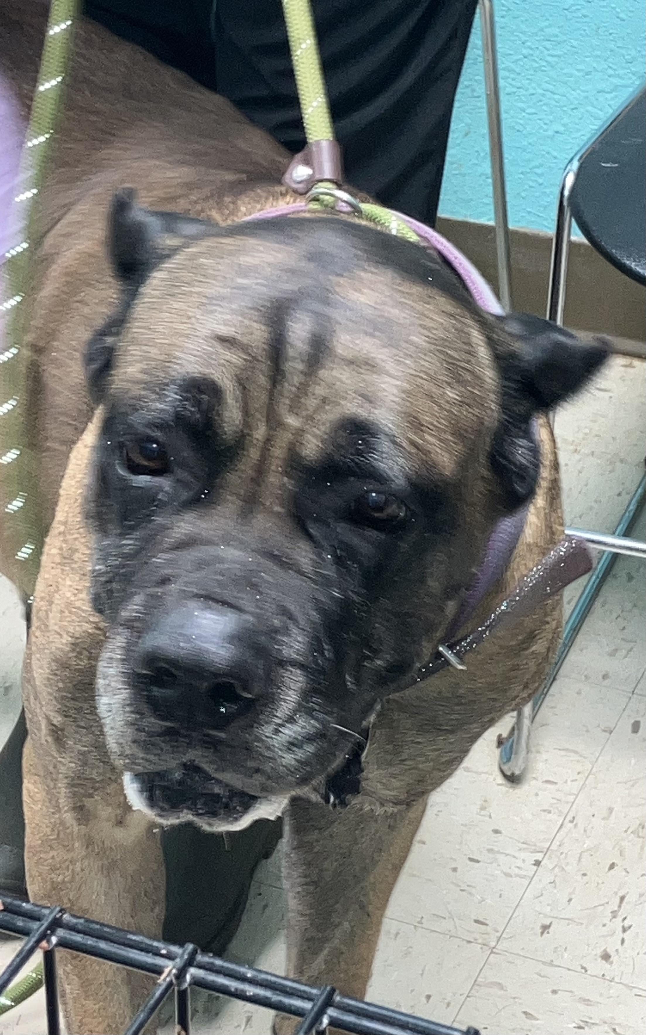 Enlarge Bernadette, an adoptable Mastiff in Sylacauga, AL image 2/2