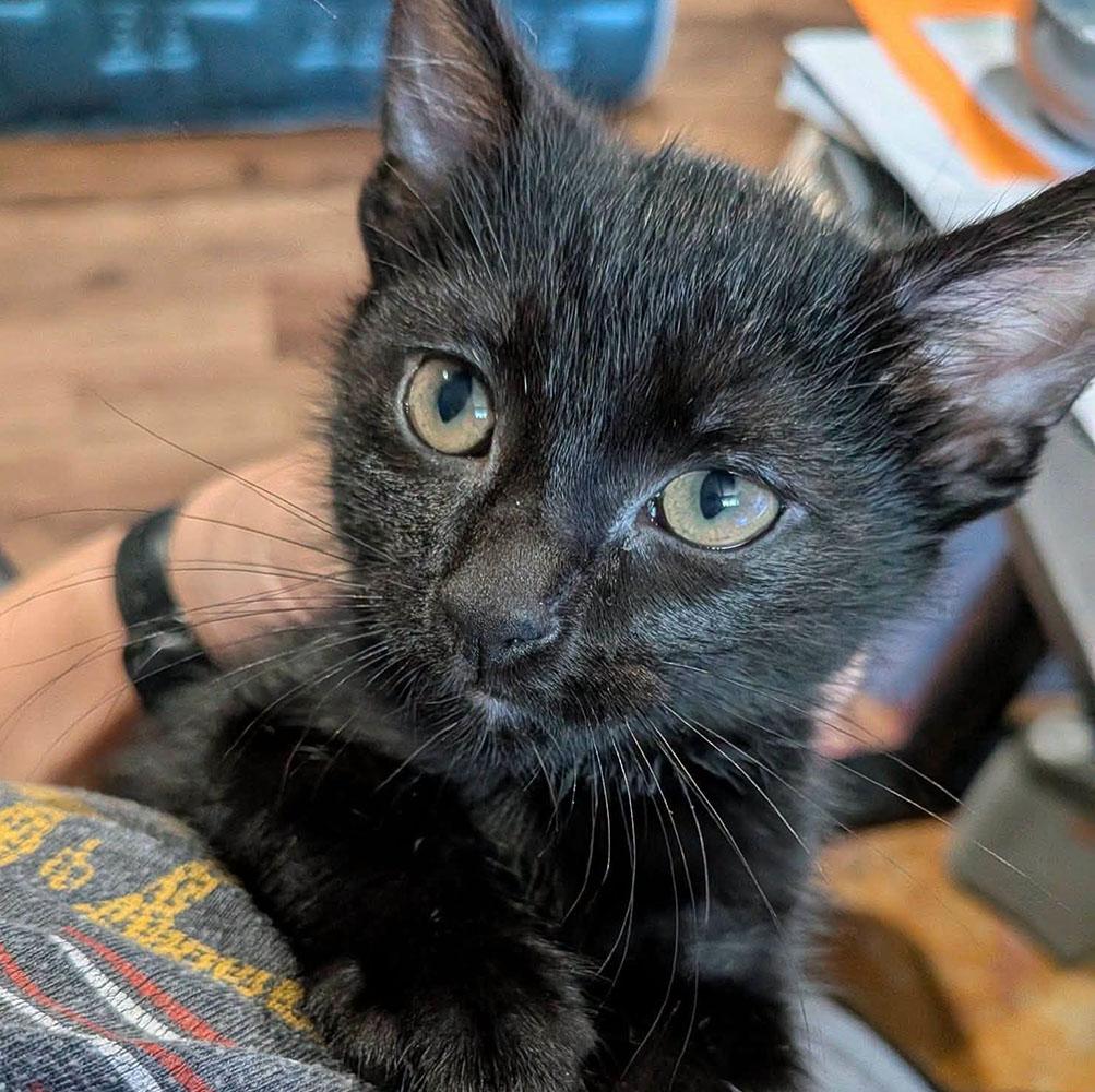 Enlarge Snowball (AO37175), an adopted Domestic Short Hair in Kansas City, KS image 1/1