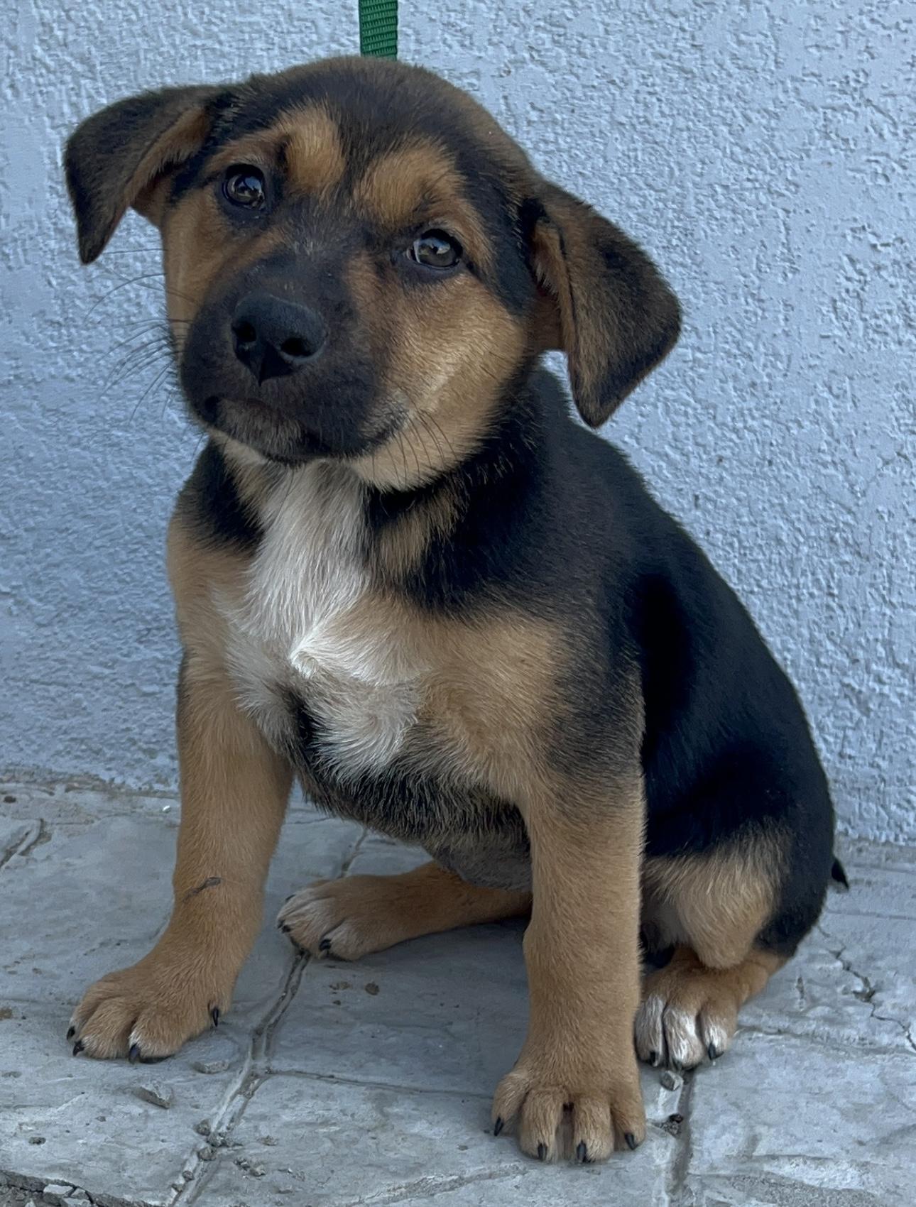 Candy, a Adoptable mixed breed in San Diego, CA image 1/2